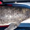 maladie cutanee devastatrice dauphins liee changement climatique