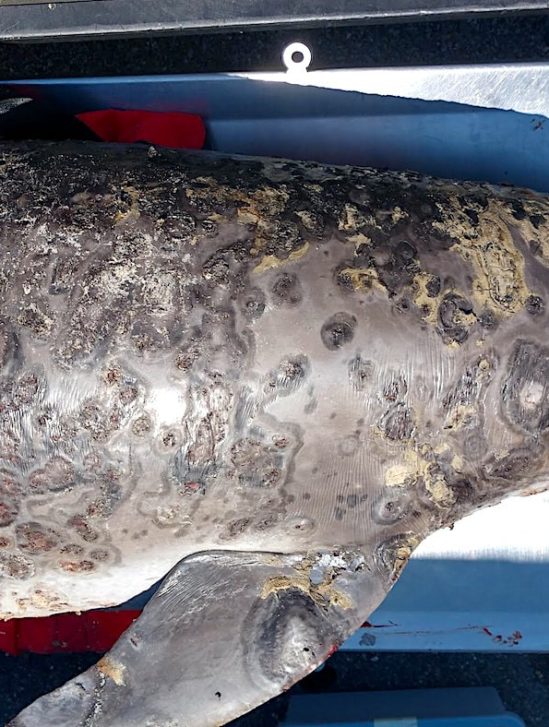 maladie cutanee devastatrice dauphins liee changement climatique