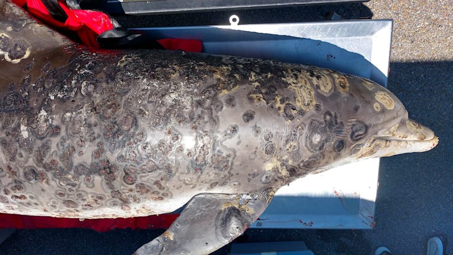 maladie cutanee devastatrice dauphins liee changement climatique