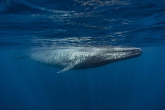 nouvelle population baleines bleues decouverte ocean indien