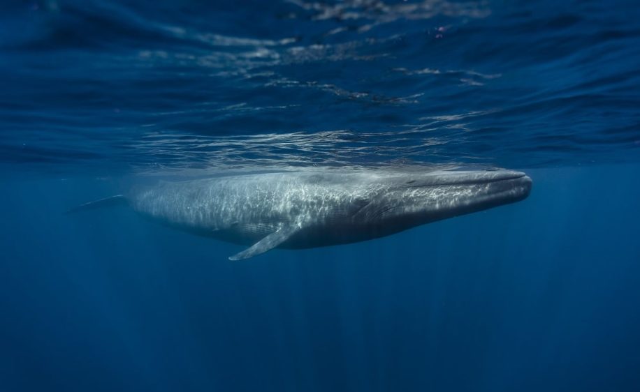 nouvelle population baleines bleues decouverte ocean indien