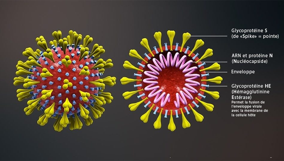 nouvelle variante coronavirus impact vaccins