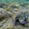 pieuvres observees frappant poissons controle domination mechancete