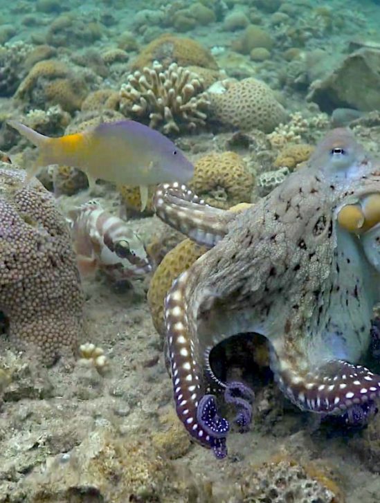 pieuvres observees frappant poissons controle domination mechancete