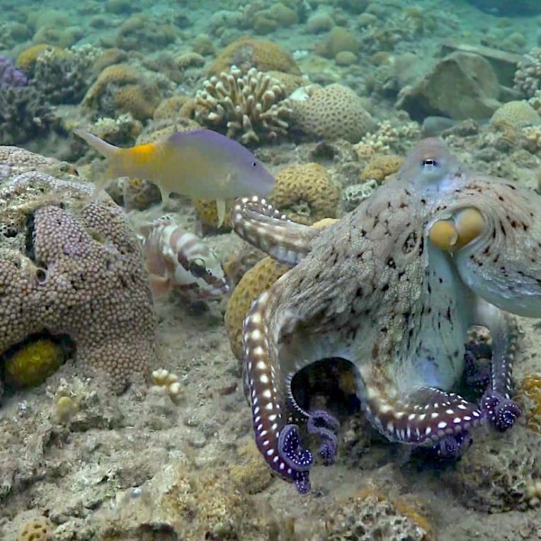 pieuvres observees frappant poissons controle domination mechancete