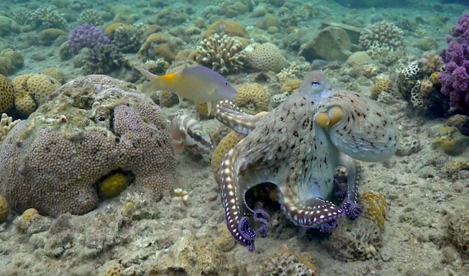 pieuvres observees frappant poissons controle domination mechancete