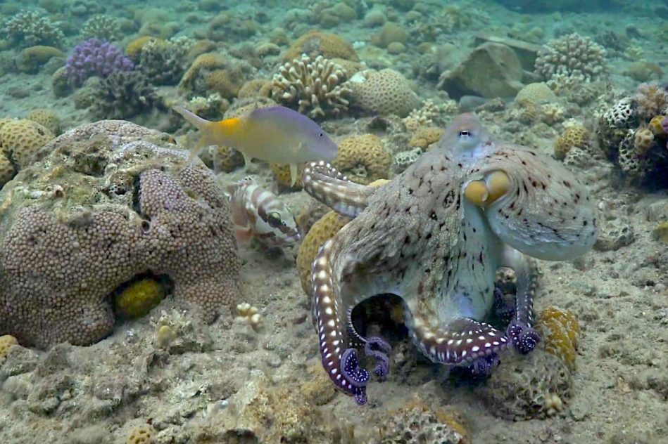 pieuvres observees frappant poissons controle domination mechancete