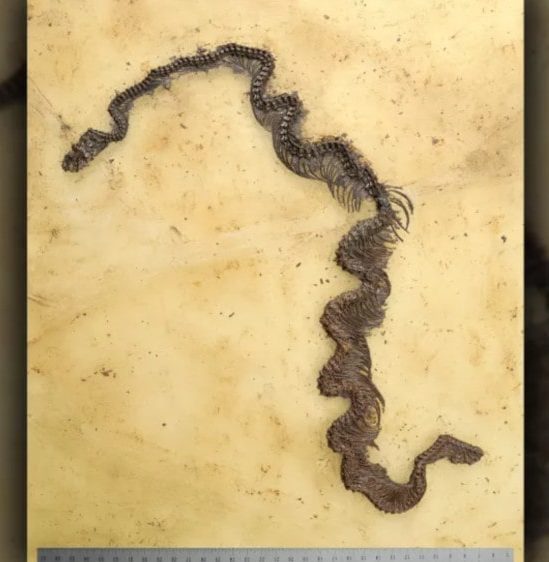 plus ancien fossile python