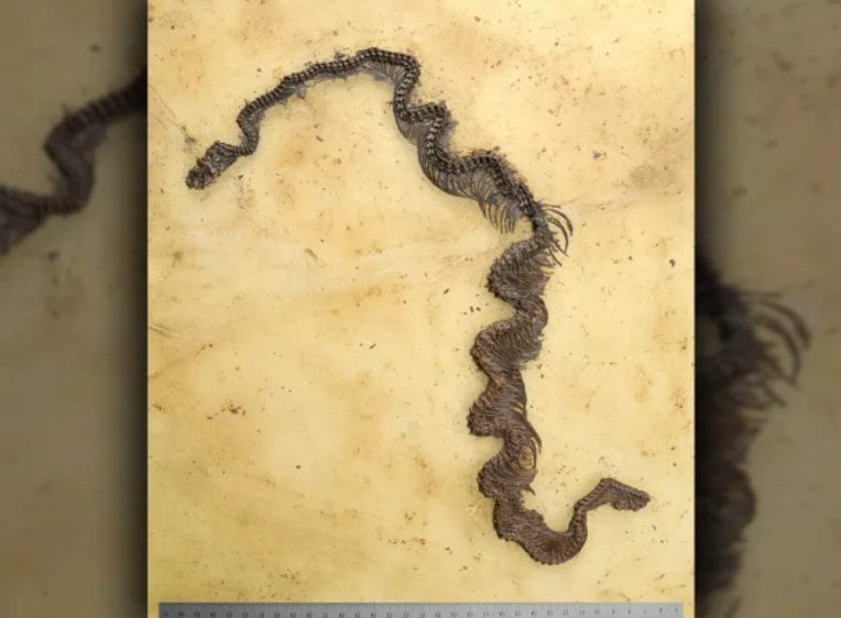 plus ancien fossile python