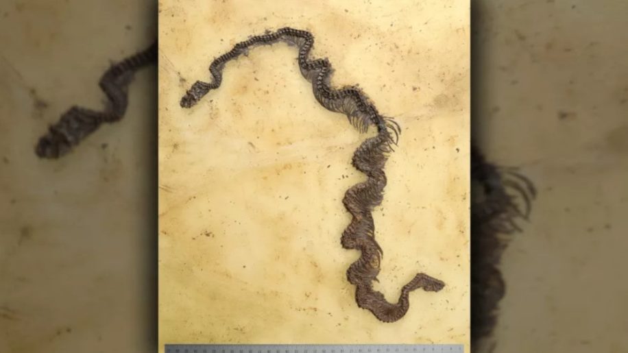 plus ancien fossile python