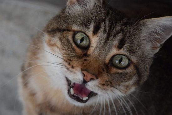 pourquoi chats miaulent couv