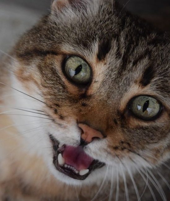 pourquoi chats miaulent couv