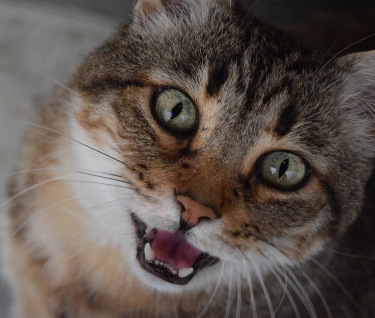 pourquoi chats miaulent couv