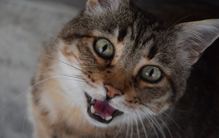 pourquoi chats miaulent couv