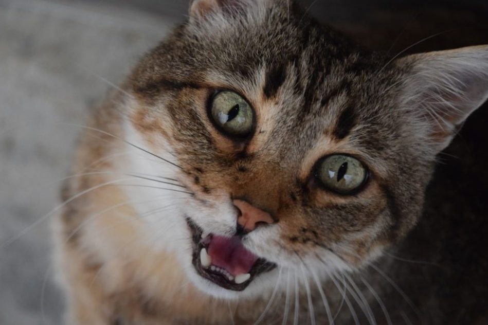 pourquoi chats miaulent couv