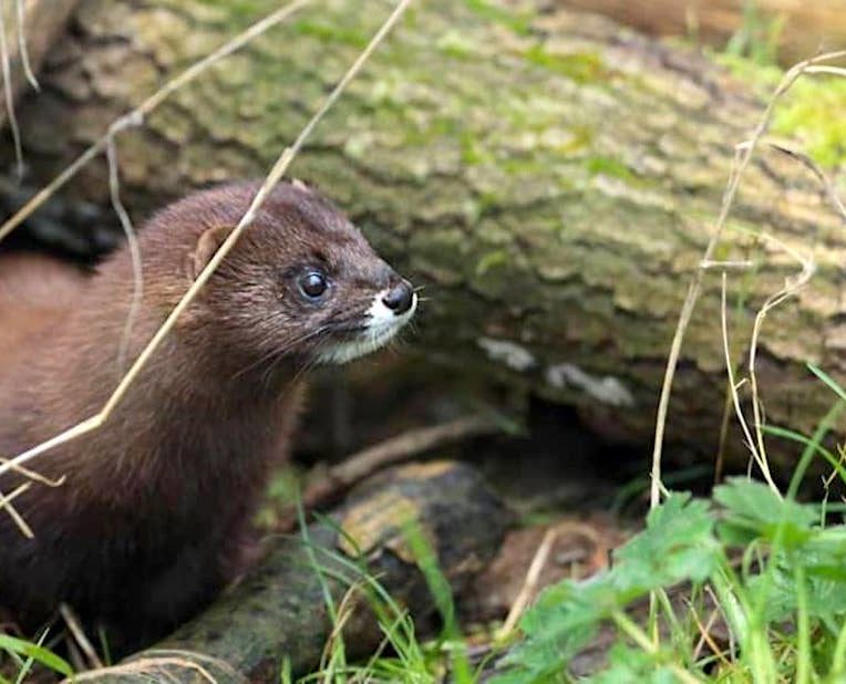 visons echappes pourraient propager coronavirus aux animaux sauvages
