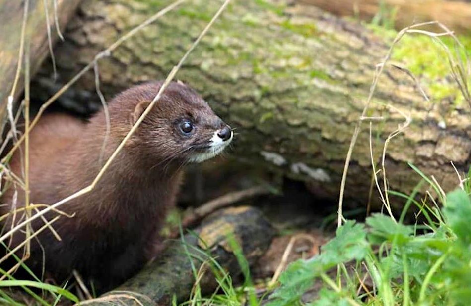 visons echappes pourraient propager coronavirus aux animaux sauvages