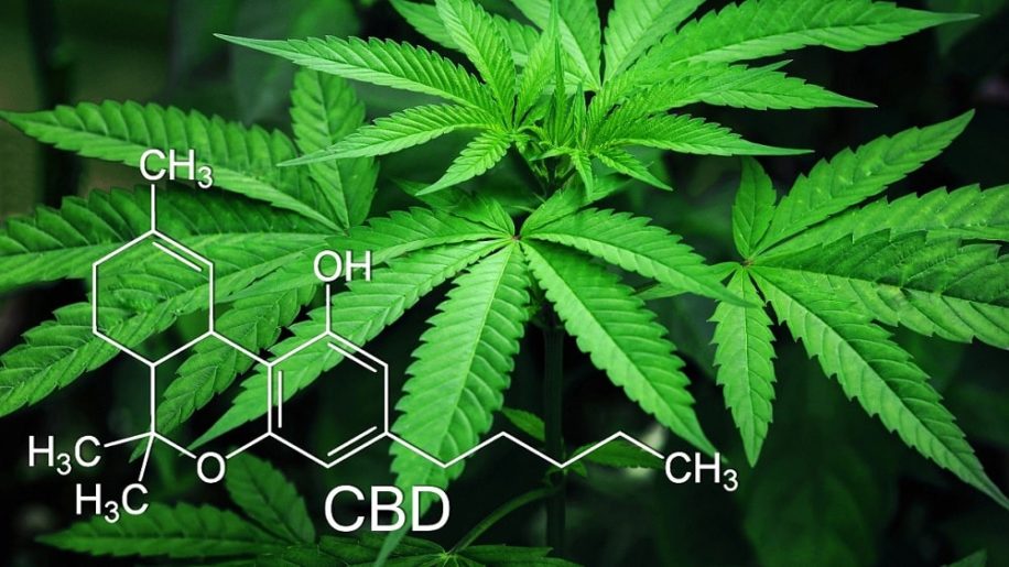 CBD revele puissant potentiel antibiotique