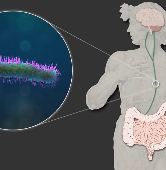 cellules cerebrales luttent contre inflammation instructions microbiome