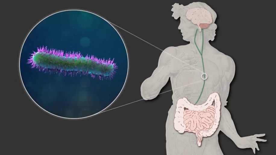 cellules cerebrales luttent contre inflammation instructions microbiome