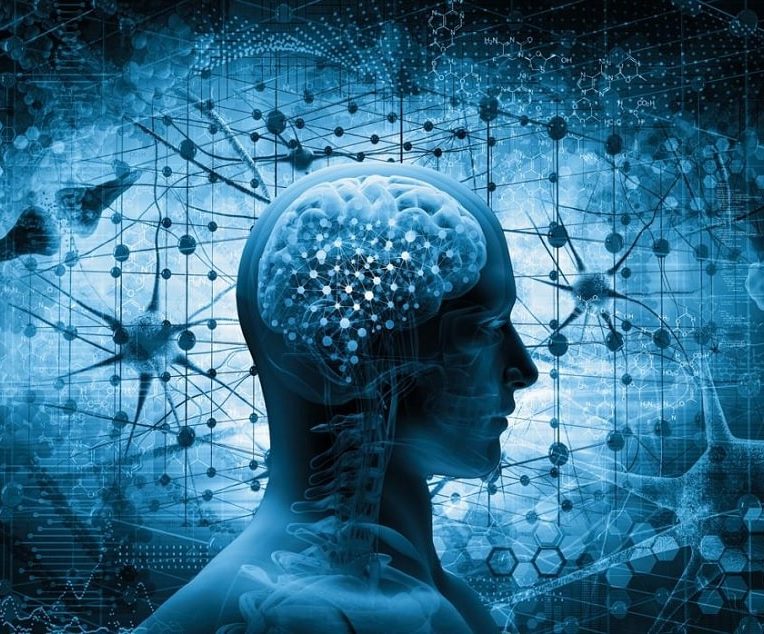 chercheurs identifient mecanisme majeur vieillissement cerebral