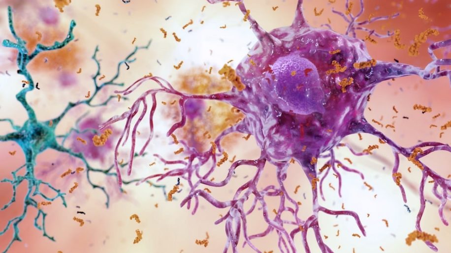 chercheurs identifient neurones vulnerables maladie alzheimer