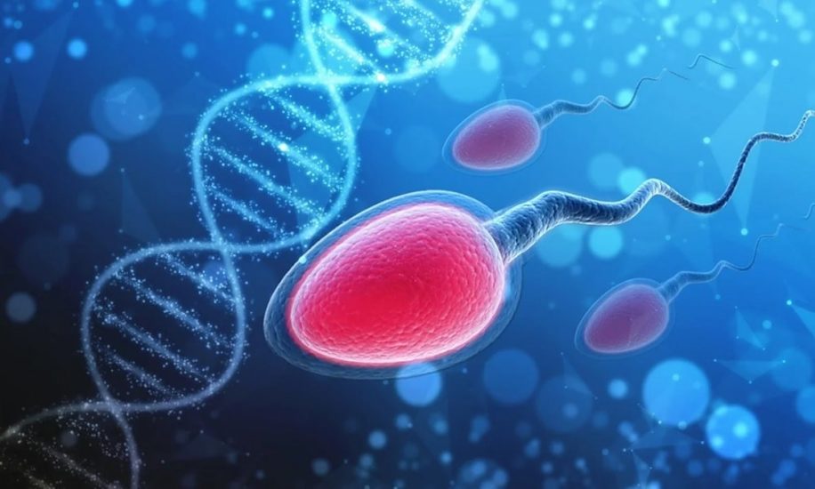 covid19 pourrait reduire fertilite masculine