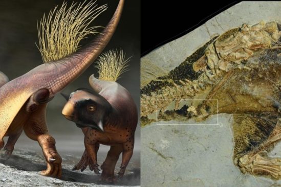 decouverte anus dinosaure bien conserve