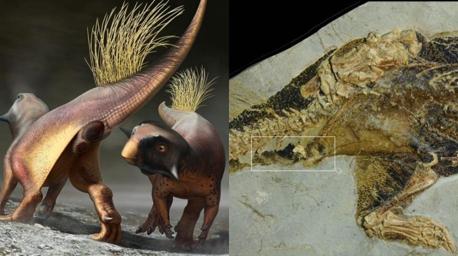 decouverte anus dinosaure bien conserve