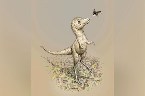 decouverte embryons dinosaures aide percer mystere bebes tyrannosaures