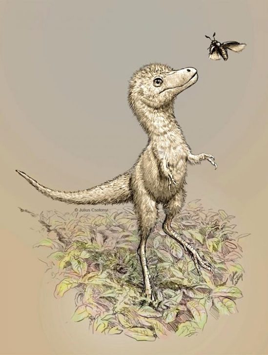 decouverte embryons dinosaures aide percer mystere bebes tyrannosaures