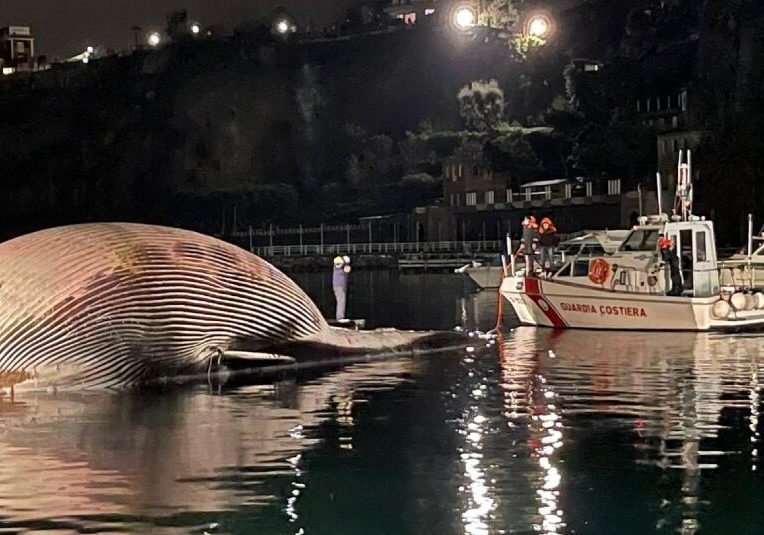 decouverte plus gros cadavres rorqual commun mediterranee