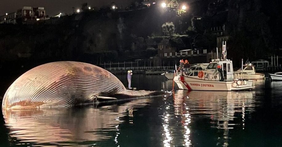 decouverte plus gros cadavres rorqual commun mediterranee