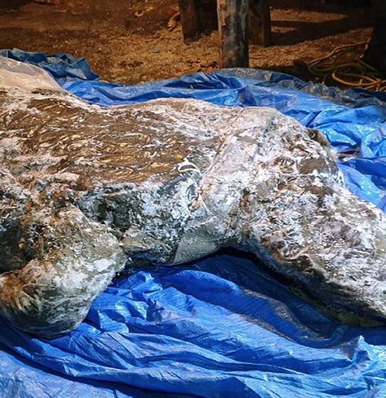 decouverte rhinoceros laineux bien conserve siberie