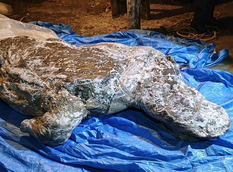 decouverte rhinoceros laineux bien conserve siberie