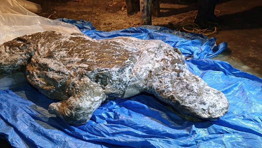 decouverte rhinoceros laineux bien conserve siberie