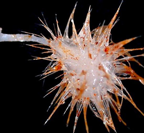 decouverte trois nouvelles especes eponges carnivores ocean