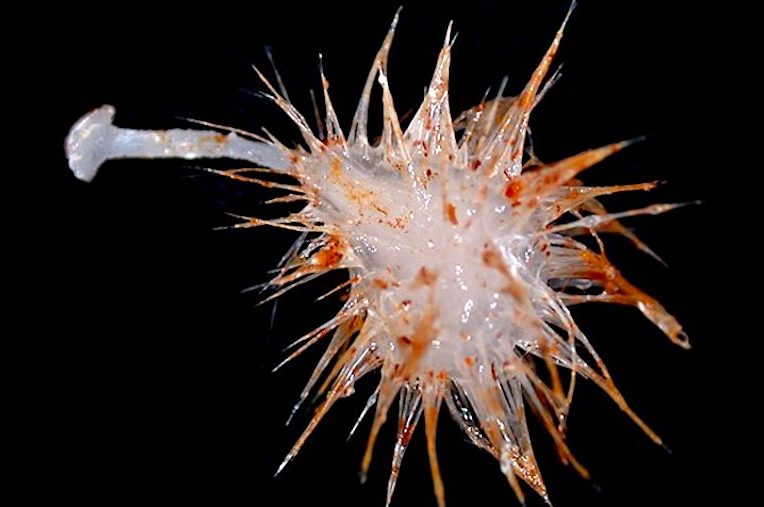decouverte trois nouvelles especes eponges carnivores ocean