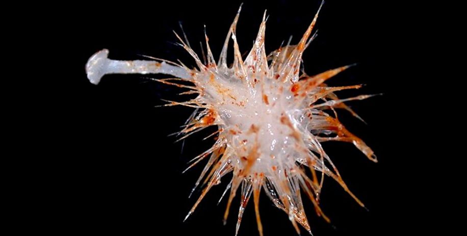 decouverte trois nouvelles especes eponges carnivores ocean