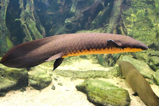 dipneuste australien plus grand genome tous les animaux sequences