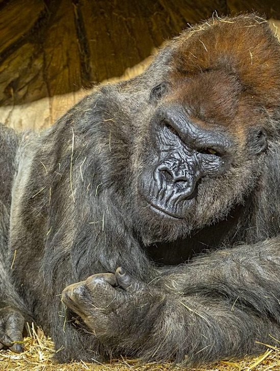 gorilles zoo san diego testes positifs coronavirus