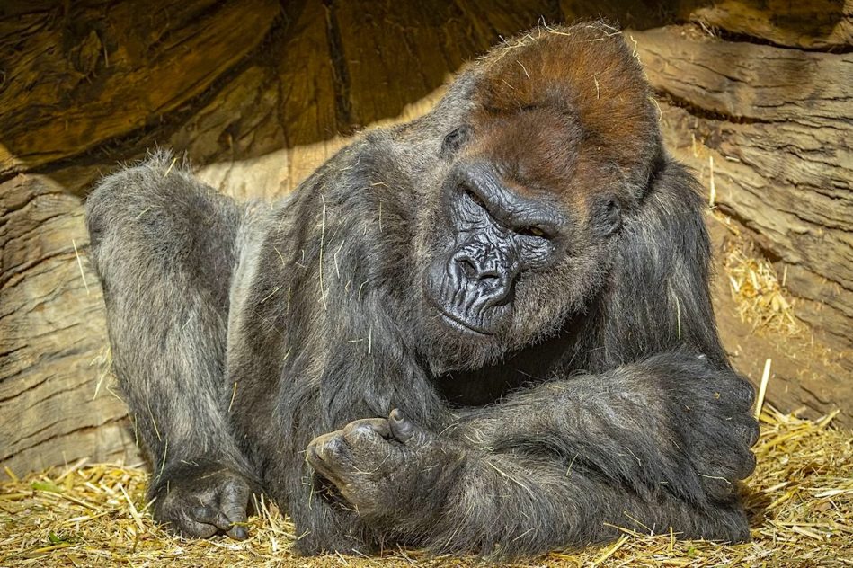 gorilles zoo san diego testes positifs coronavirus