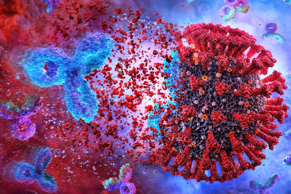 nouvel anticorps protege sars-cov-2 et variants empeche mutations