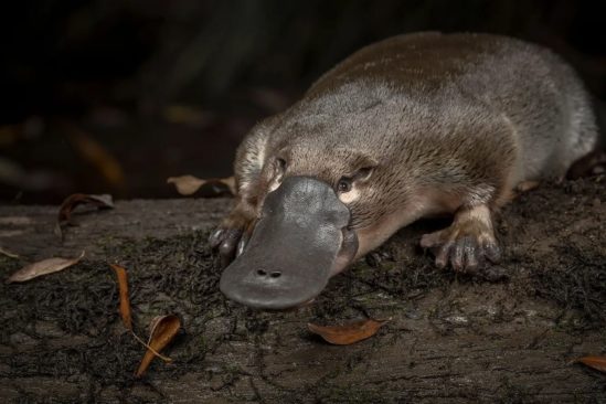 ornithorynques genes oiseaux reptiles mammiferes