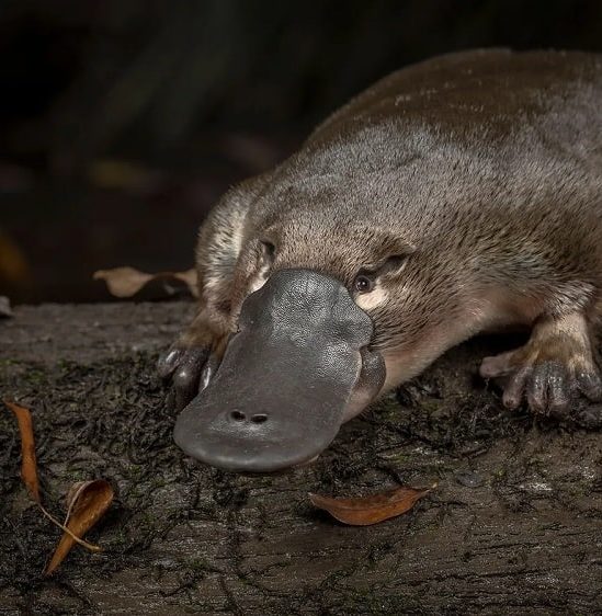 ornithorynques genes oiseaux reptiles mammiferes