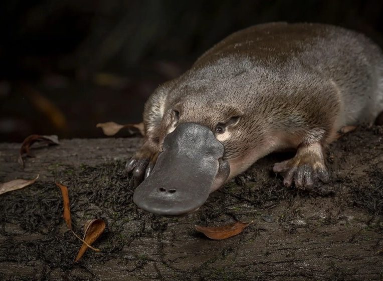 ornithorynques genes oiseaux reptiles mammiferes