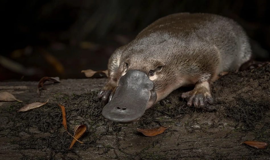 ornithorynques genes oiseaux reptiles mammiferes