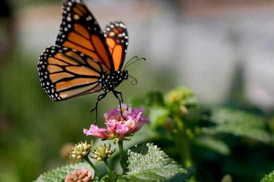 populations insectes declinent rapidement travers monde
