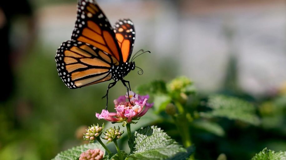 populations insectes declinent rapidement travers monde