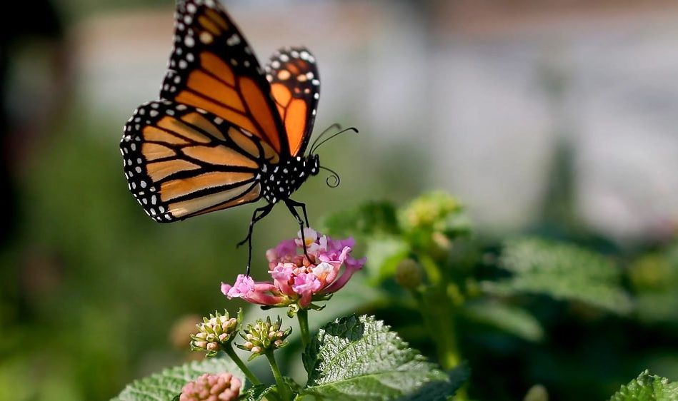 populations insectes declinent rapidement travers monde